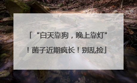 “白天靠狗，晚上靠灯”！菌子近期疯长！别乱捡
