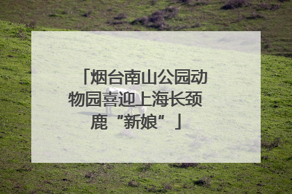 烟台南山公园动物园喜迎上海长颈鹿“新娘”