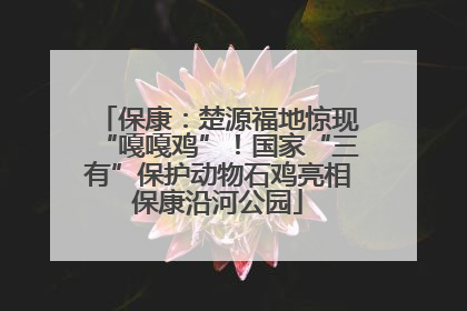 保康：楚源福地惊现“嘎嘎鸡”！国家“三有”保护动物石鸡亮相保康沿河公园