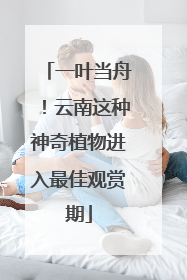 一叶当舟！云南这种神奇植物进入最佳观赏期
