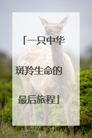 一只中华斑羚生命的最后旅程