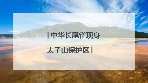 中华长尾雀现身太子山保护区