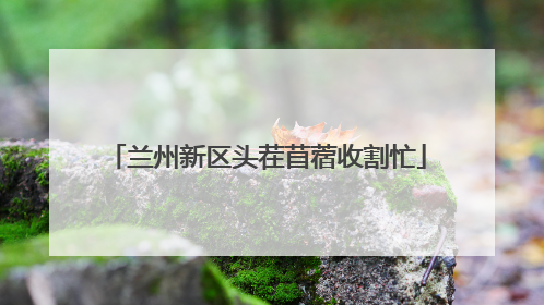 兰州新区头茬苜蓿收割忙