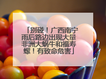 别碰！广西南宁雨后路边出现大量非洲大蜗牛和福寿螺！有致命危害