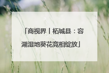 商视界丨柘城县：容湖湿地葵花竞相绽放