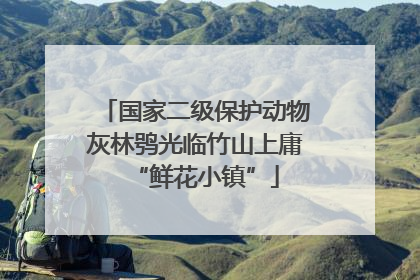 国家二级保护动物灰林鸮光临竹山上庸“鲜花小镇”