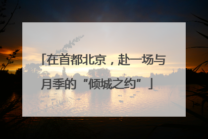 在首都北京，赴一场与月季的“倾城之约”