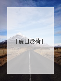 夏日赏荷
