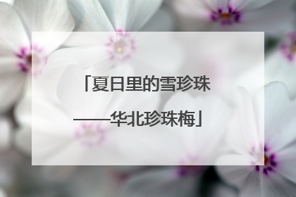夏日里的雪珍珠——华北珍珠梅