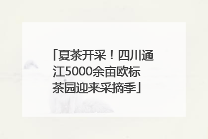 夏茶开采！四川通江5000余亩欧标茶园迎来采摘季