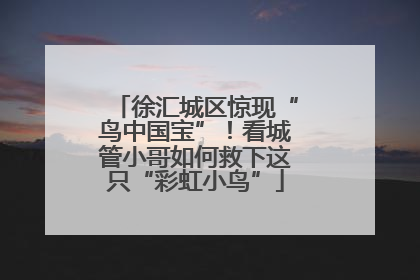 徐汇城区惊现“鸟中国宝”！看城管小哥如何救下这只“彩虹小鸟”