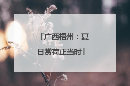 广西梧州：夏日赏荷正当时