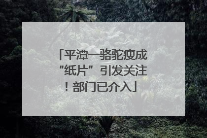 平潭一骆驼瘦成“纸片”引发关注！部门已介入