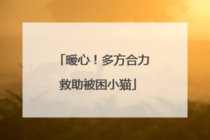 暖心！多方合力救助被困小猫