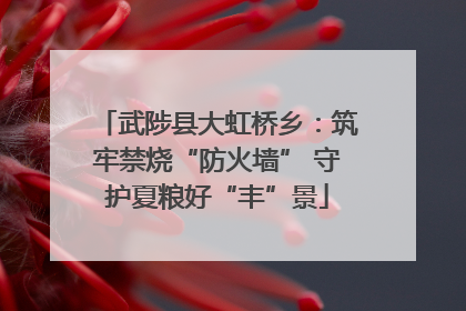 武陟县大虹桥乡：筑牢禁烧“防火墙” 守护夏粮好“丰”景