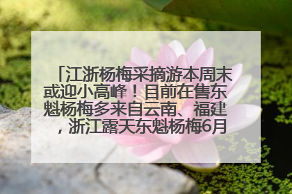 江浙杨梅采摘游本周末或迎小高峰！目前在售东魁杨梅多来自云南、福建，浙江露天东魁杨梅6月中旬大量上市