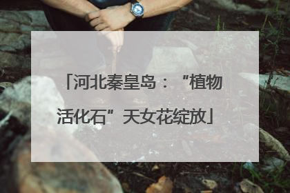 河北秦皇岛：“植物活化石”天女花绽放