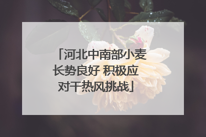 河北中南部小麦长势良好 积极应对干热风挑战