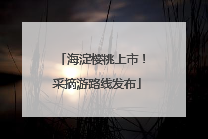 海淀樱桃上市！采摘游路线发布