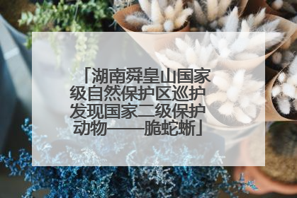 湖南舜皇山国家级自然保护区巡护发现国家二级保护动物——脆蛇蜥