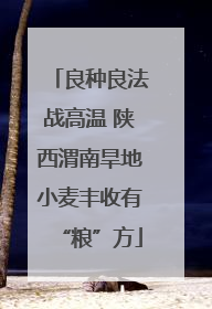 良种良法战高温 陕西渭南旱地小麦丰收有“粮”方