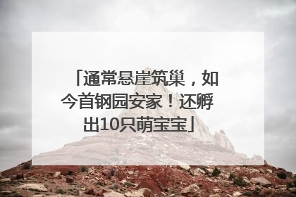 通常悬崖筑巢，如今首钢园安家！还孵出10只萌宝宝