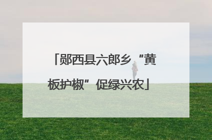 郧西县六郎乡“黄板护椒”促绿兴农