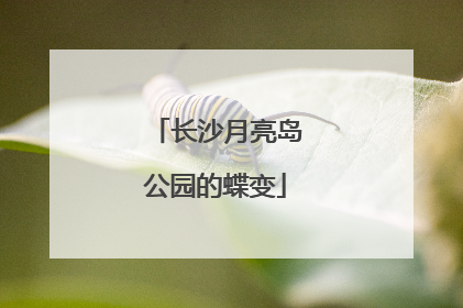 长沙月亮岛公园的蝶变