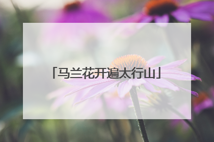 马兰花开遍太行山