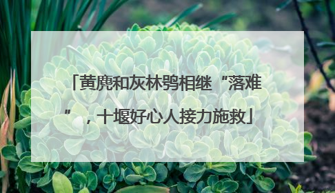 黄麂和灰林鸮相继“落难”，十堰好心人接力施救