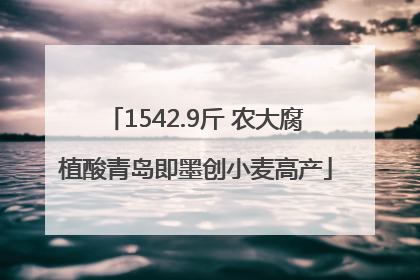 1542.9斤 农大腐植酸青岛即墨创小麦高产