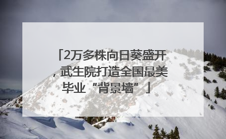 2万多株向日葵盛开，武生院打造全国最美毕业“背景墙”