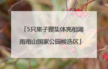 5只果子狸集体亮相湖南南山国家公园候选区